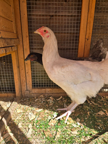 Female chickens x 2