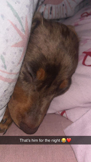 Mini dachshund 11 weeks old