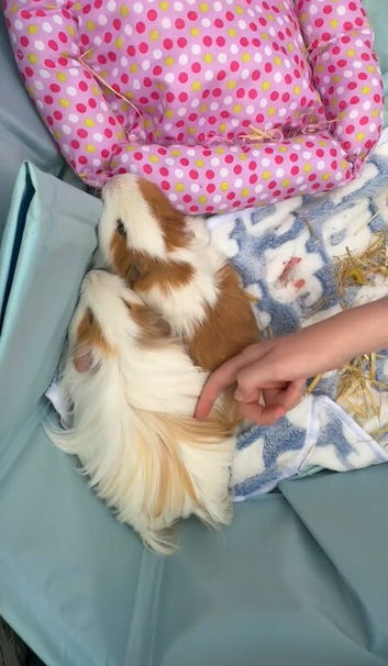 Two beautiful brother guinea pigs