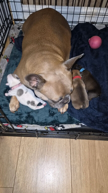 2 French Bulldog puppies