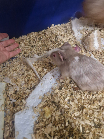 2 x Young Male Baby Guinea Pigs for sale