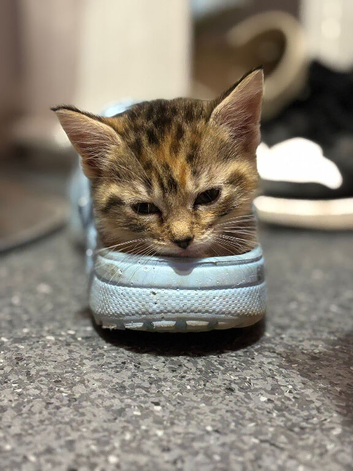 Female tabby