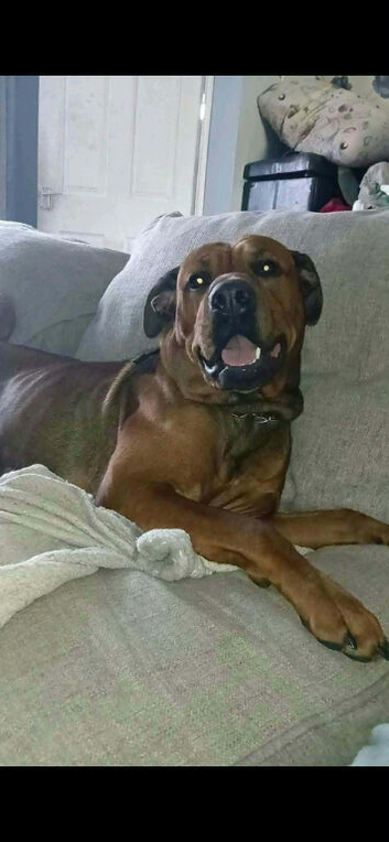 Rottweiler x mastiff