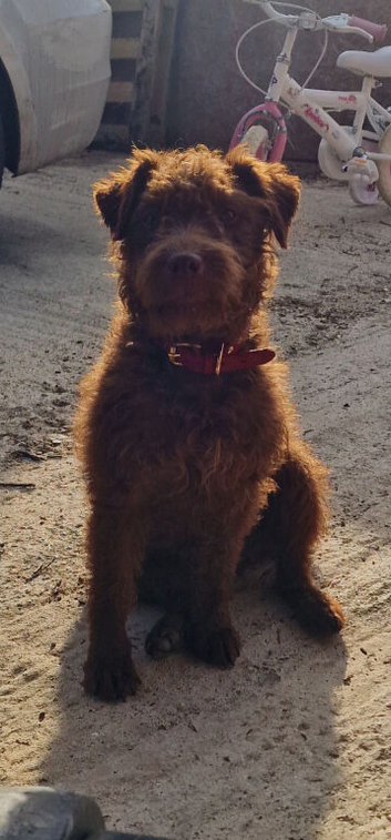 Chocolate female patterdale