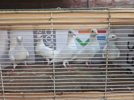 White pigeons