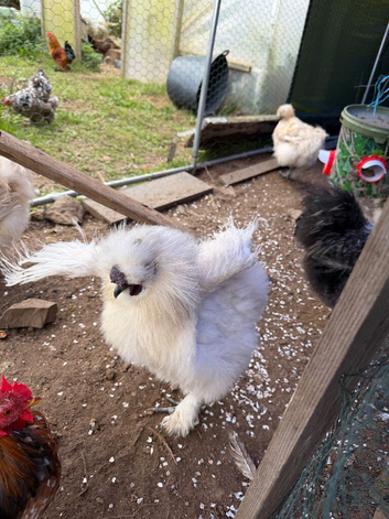 CHICKENS FOR SALE - POINT OF LAY HENS & ROOSTERS- SILKIE