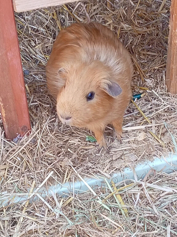 Beautiful female guinea pig