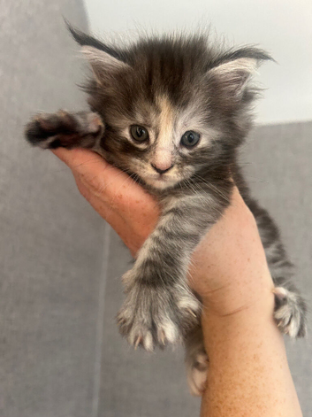 Full Maine Coon Kittens