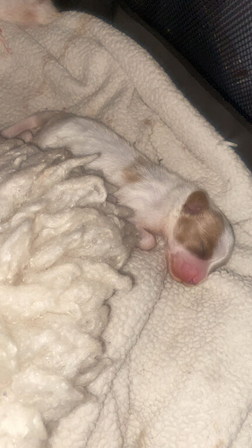 last pup left