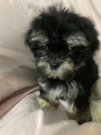 Malshi puppies