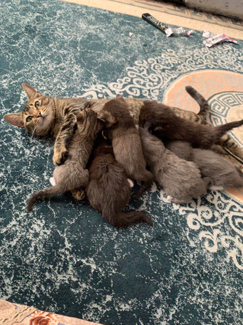 5 Kittens looking for new loving homes