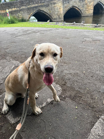 Gorgeous 13 month old trained Labrador