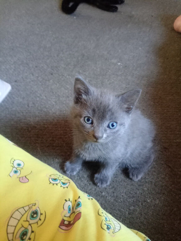 2 gorgeous kittens