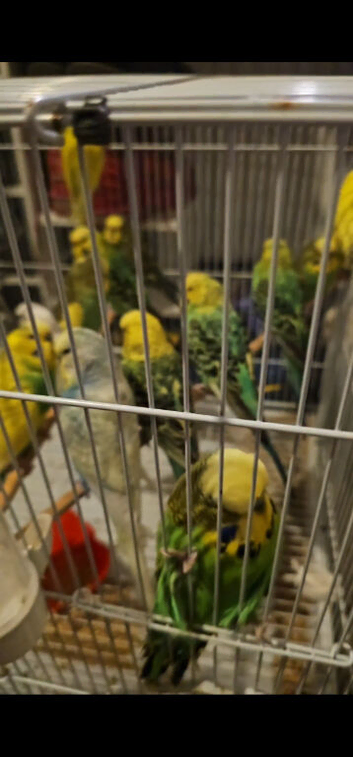 Budgie