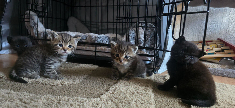 British 3 little cuties: 2 boys and one girl.
