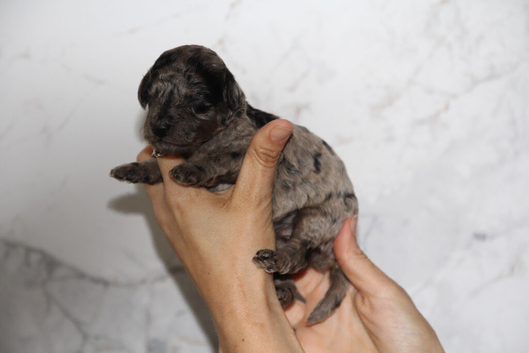 Health tested miniature poodle puppies
