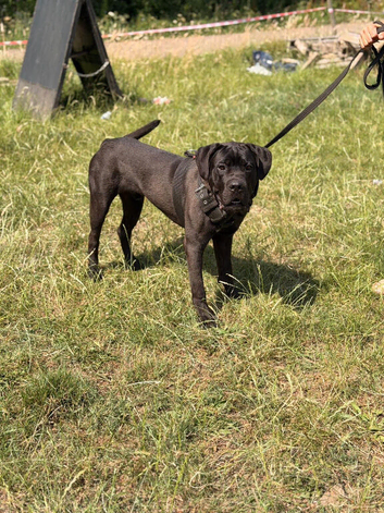 10month old male cane corso