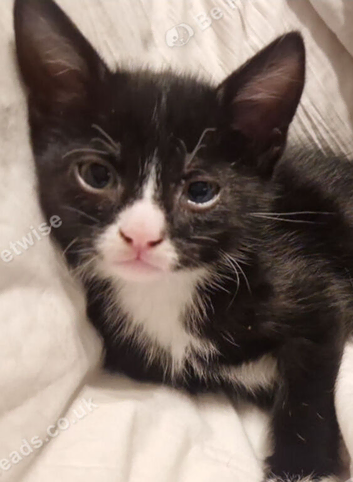 Mixed tabby ragdoll