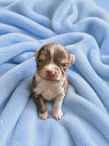 Chihuahua