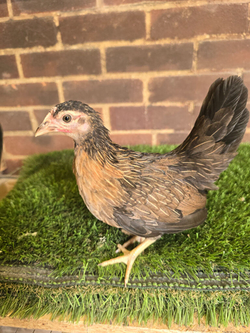 Serama Pullets