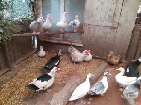 Muscovy...................males for sale.....