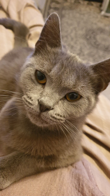 Beautiful British Shorthair Female