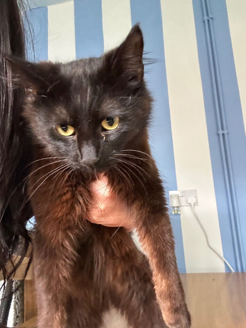 Cats to be rehomed