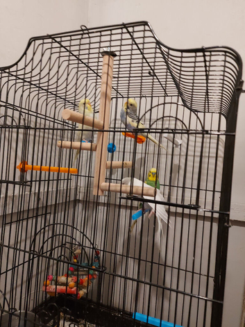 White male green male rainbow female and yellow female
