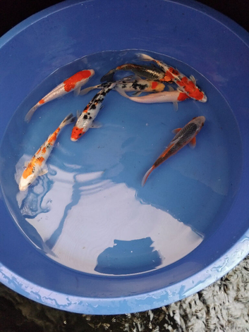koi carp for sale &pound;25  8 to 9 inch