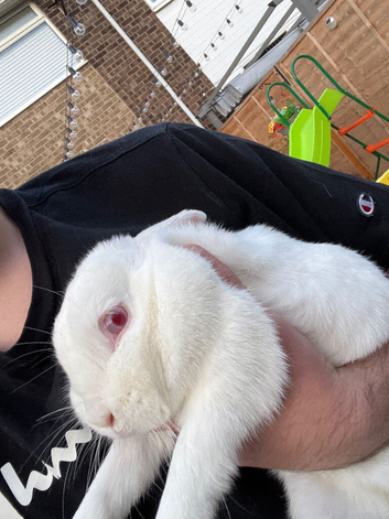 Rabbit for sale