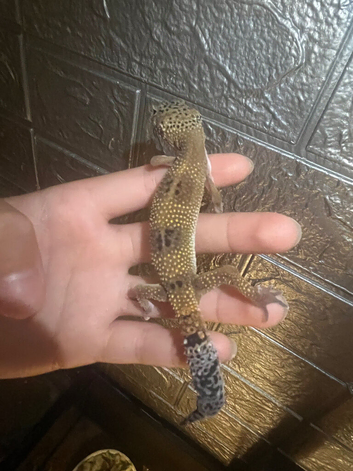 Baby leopard geckos