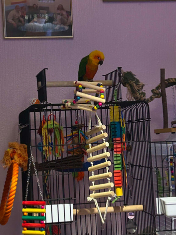 Jenday conure