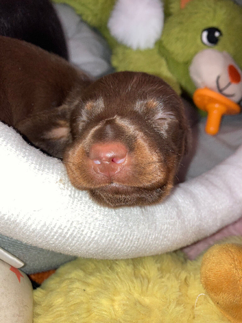 5* miniature dachshunds ready to leave dec 7th