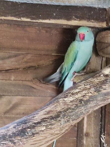 Ringnecks