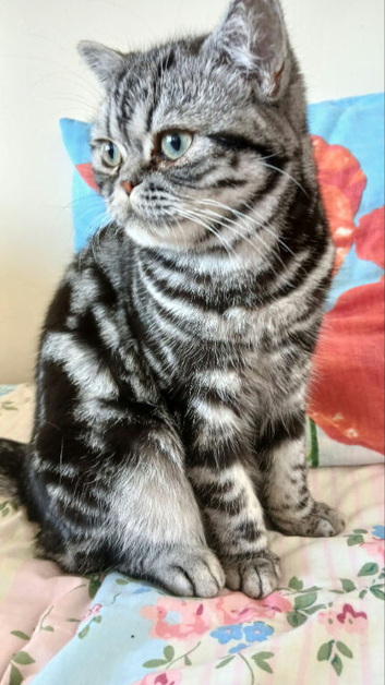 Bsh. Silver Tabby. ACTIVE TICA