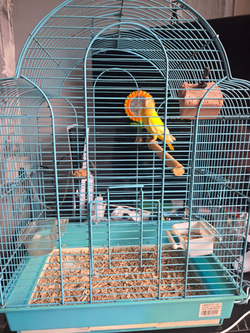 Lutino lovebird