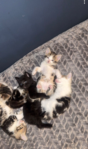 Kitten for sale