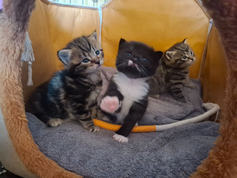 2 kittens