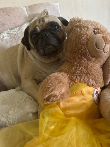 Pug