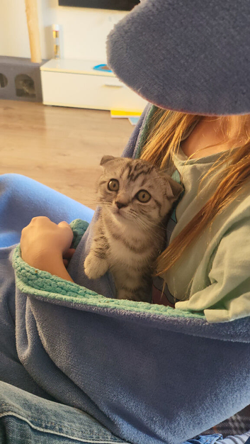 Ready to rehome Scottish fold