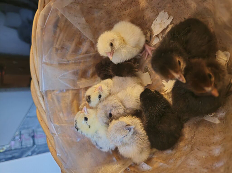 Day old chicks