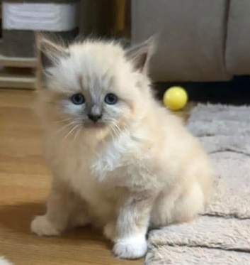 5 ragdoll girls ready next week