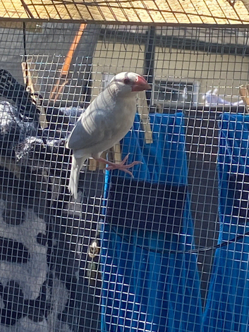 Young Java sparrows for sale