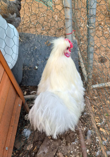 Male Silkie