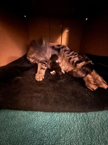 Male kitten