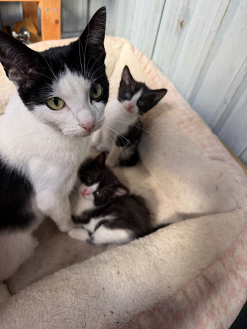 Kittens ready for new home
