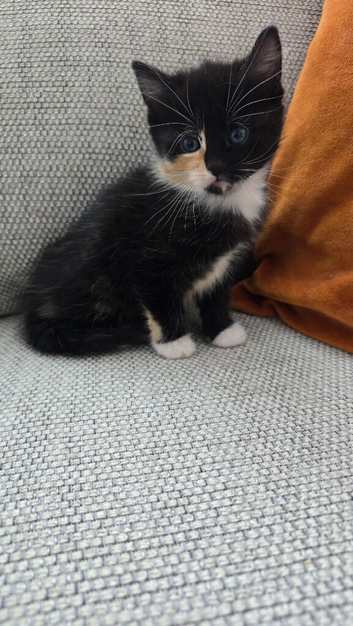 One Beautiful Boy Kitten Looking for His Forever Home