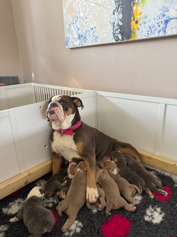 Olde English Bulldogge Puppies Available &ndash; Beautiful Colours & Fluffy Gene