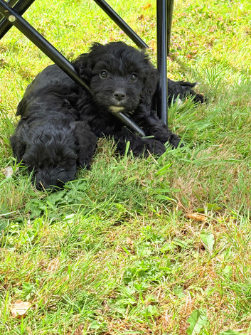Cockapoo