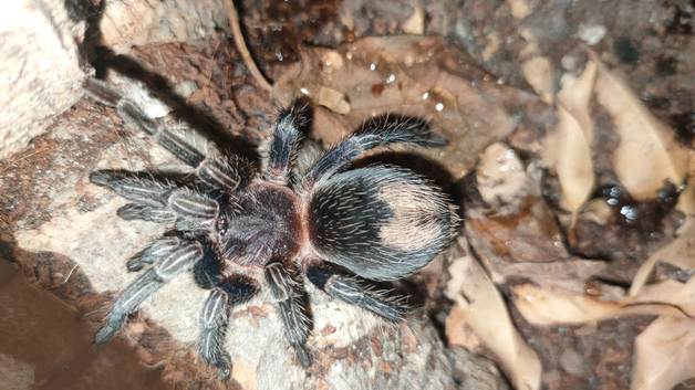 Ewok cyaneolus ( ex Thrixopelma cyanoeolum ) juvenile female for sale, tarantula spider